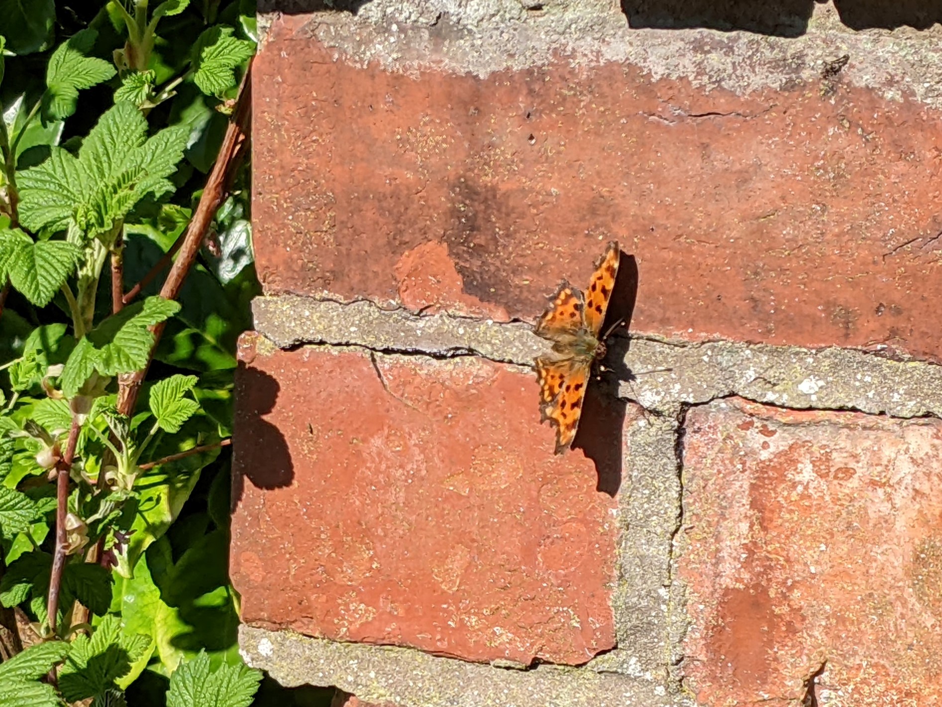 Comma butterfly, March 26th